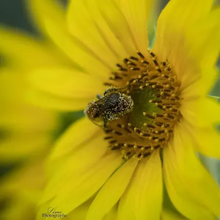 L'auglanas Tauriac-de-Naucelle