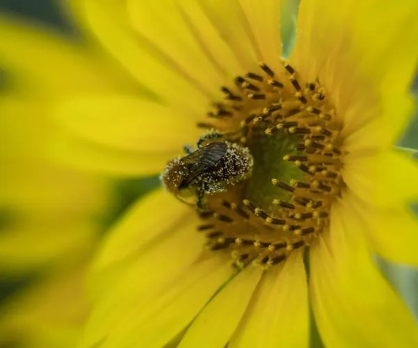 L'auglanas Tauriac-de-Naucelle